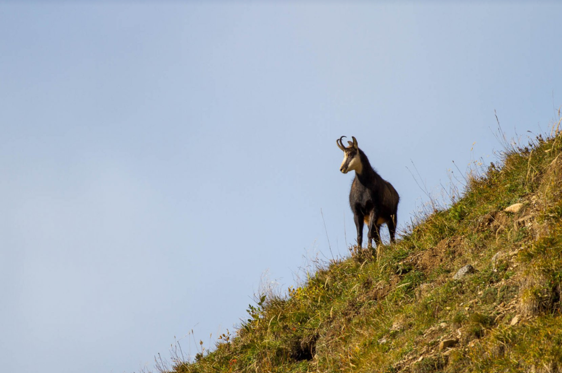 Randonnée Collective encadrée - Spécial Chamois - 1
