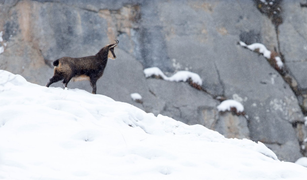 Randonnée Collective encadrée - Spécial Chamois - 2