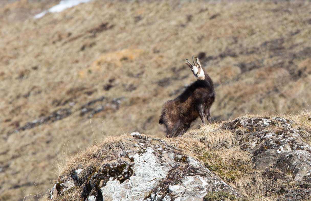 Randonnée Collective encadrée - Spécial Chamois - 3