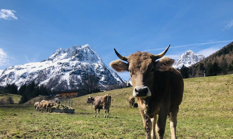 Guided Educational Walk with Cows, all ages - 1
